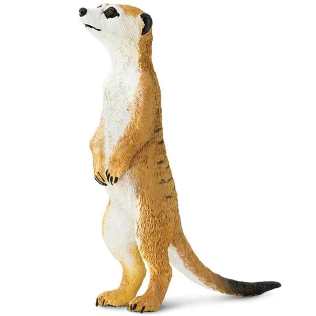 Meerkat 