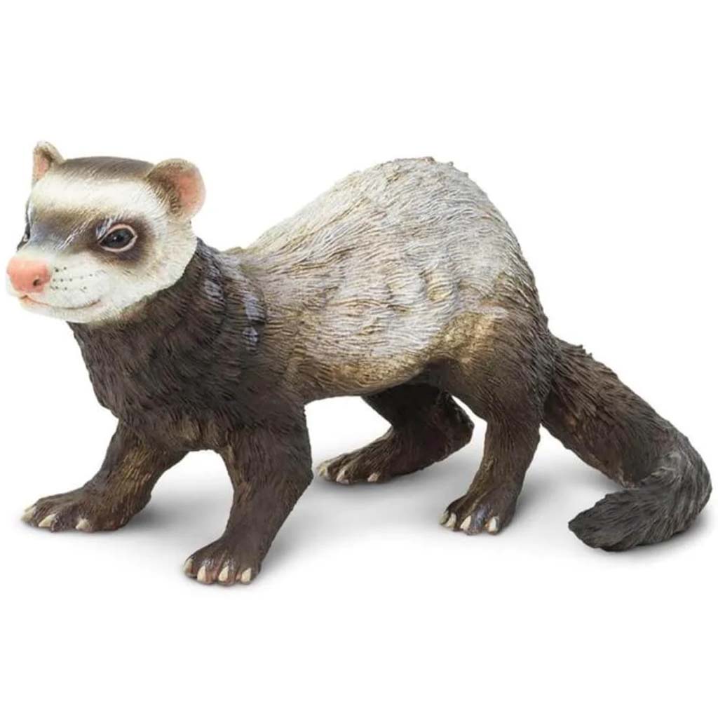 Ferret 