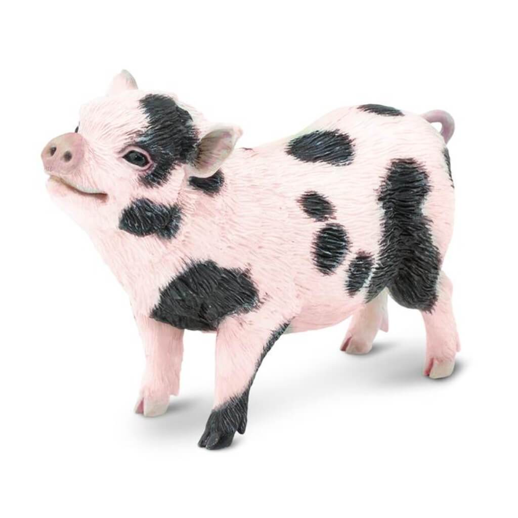 Pot-Bellied Pig 