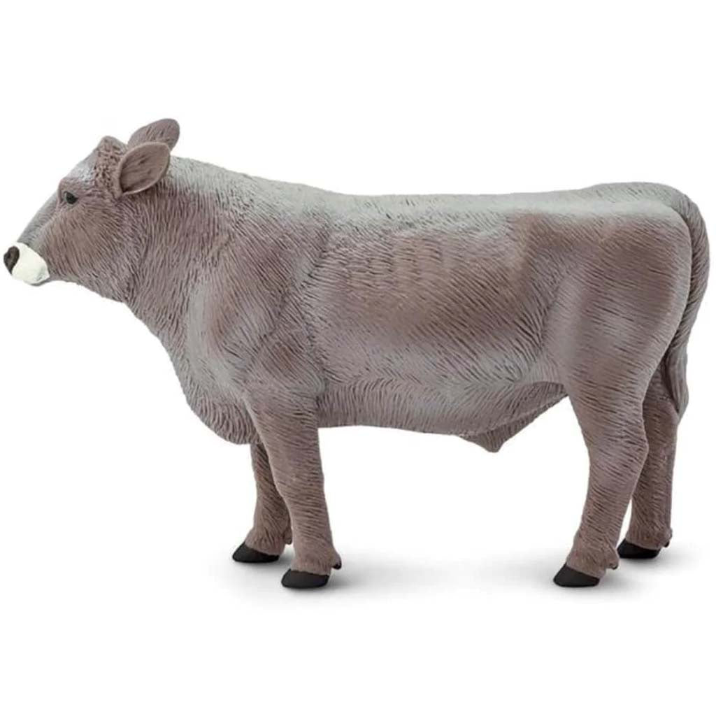 Brown Swiss Bull 