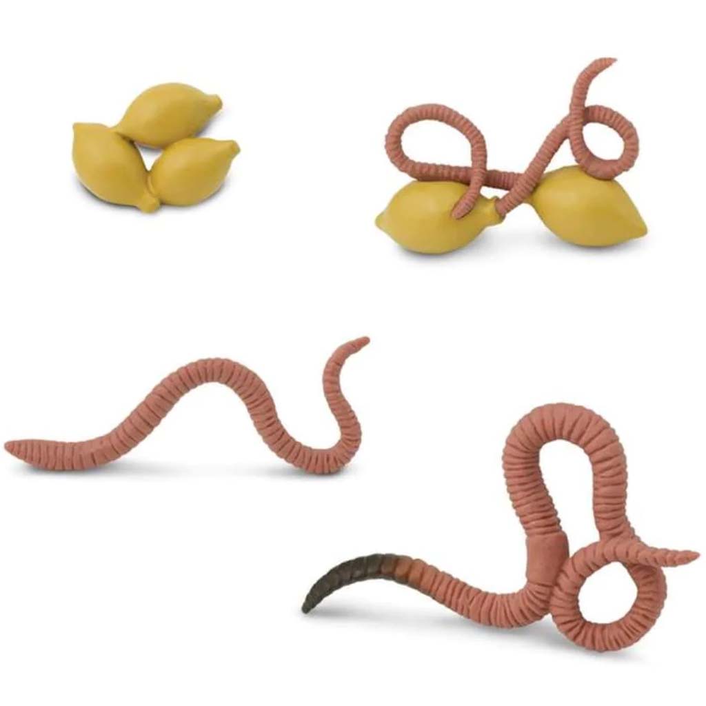 Life Cycle Of A Worm 