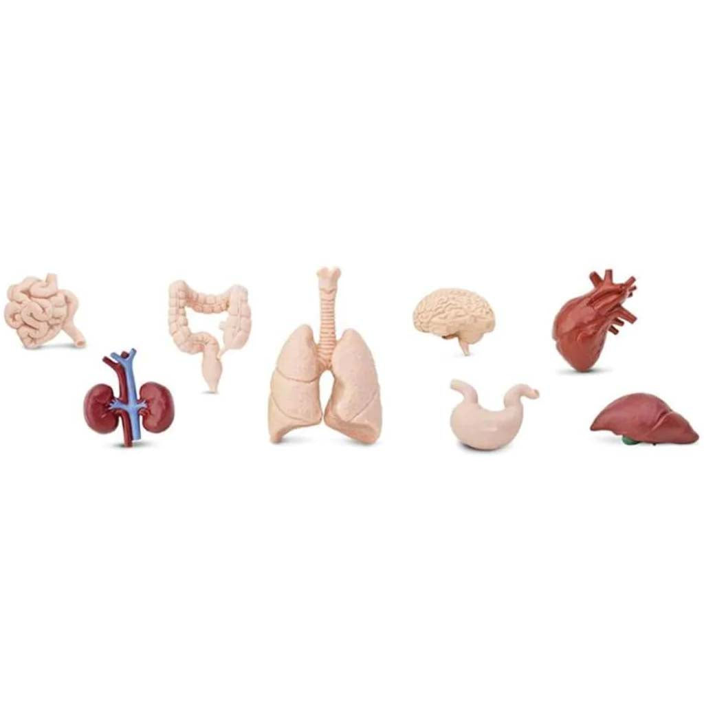 Human Organs 