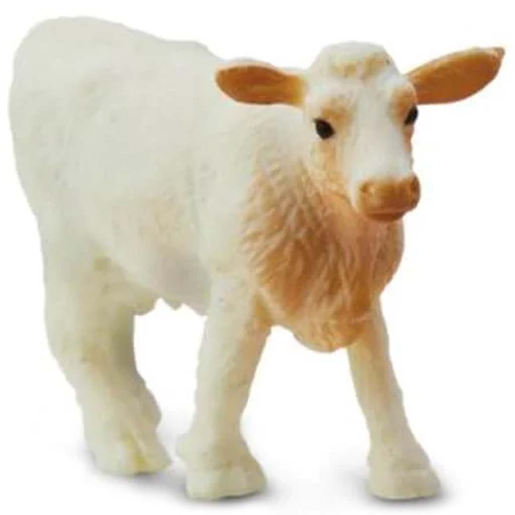 Charolais Cows 