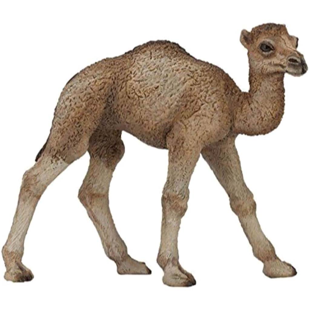 PAPO Dromedary Cub 