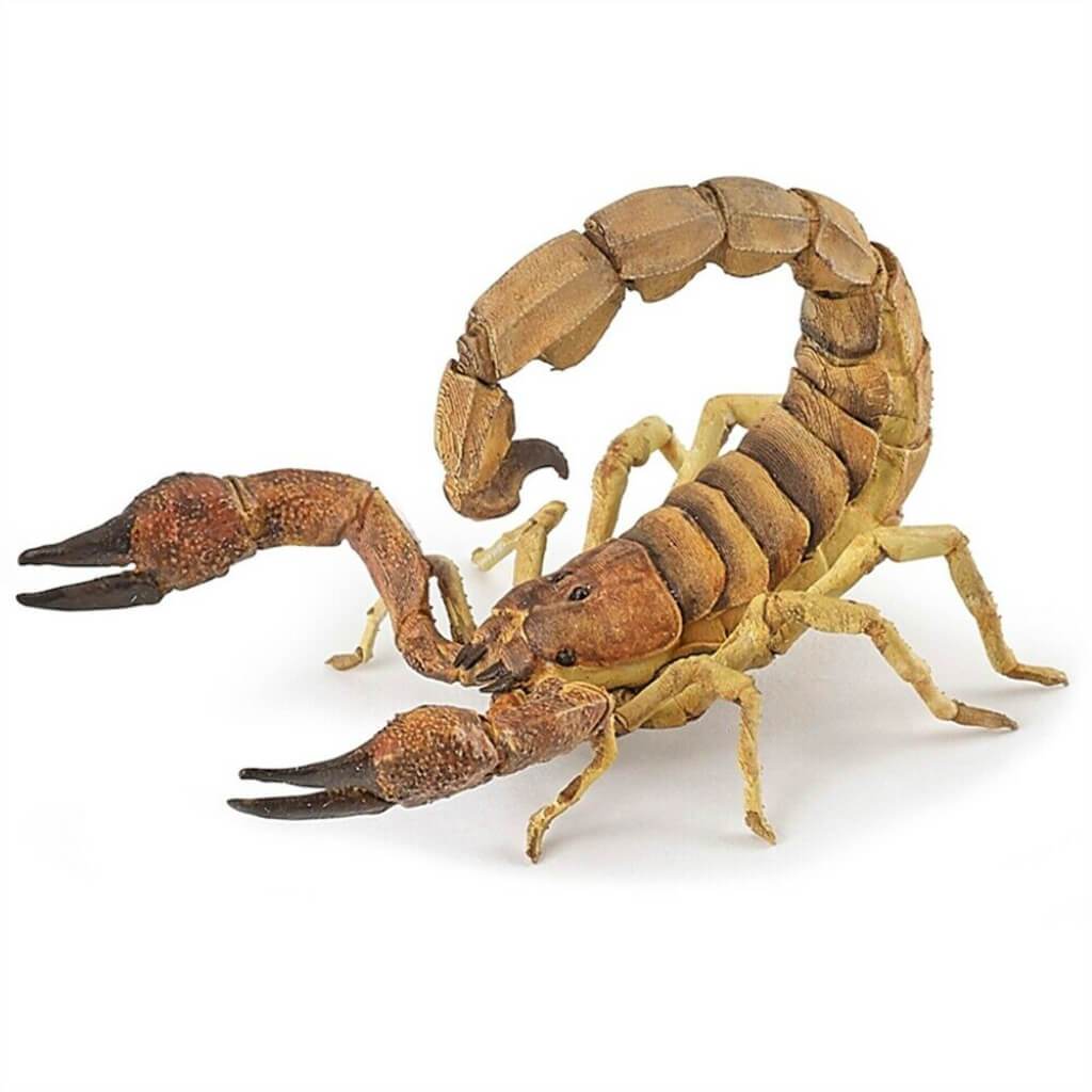 PAPO Scorpion 