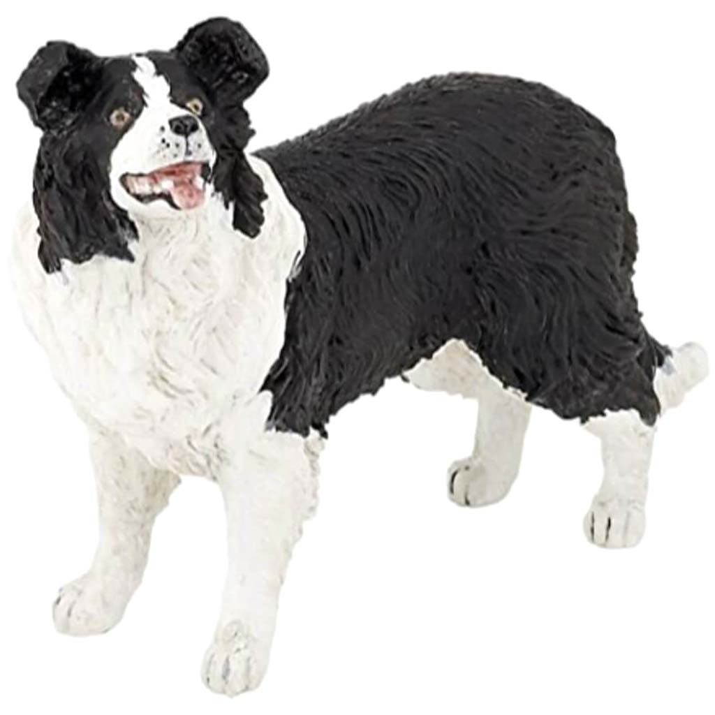 PAPO Border Collie 