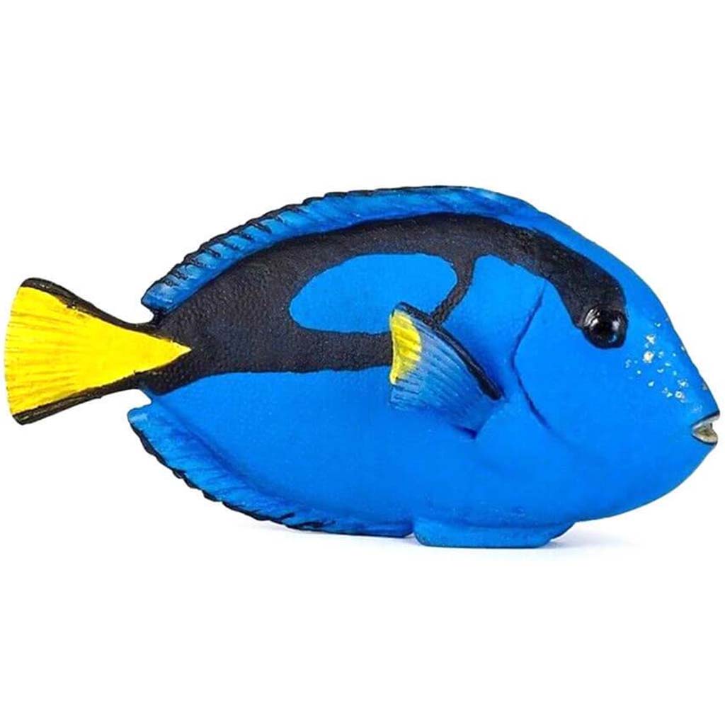 PAPO Surgeonfish 