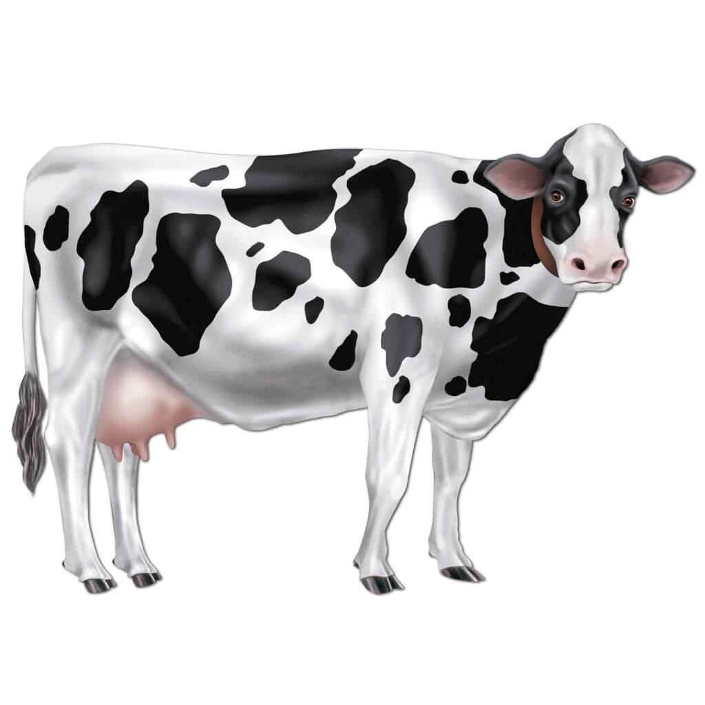 Jointed Cow 