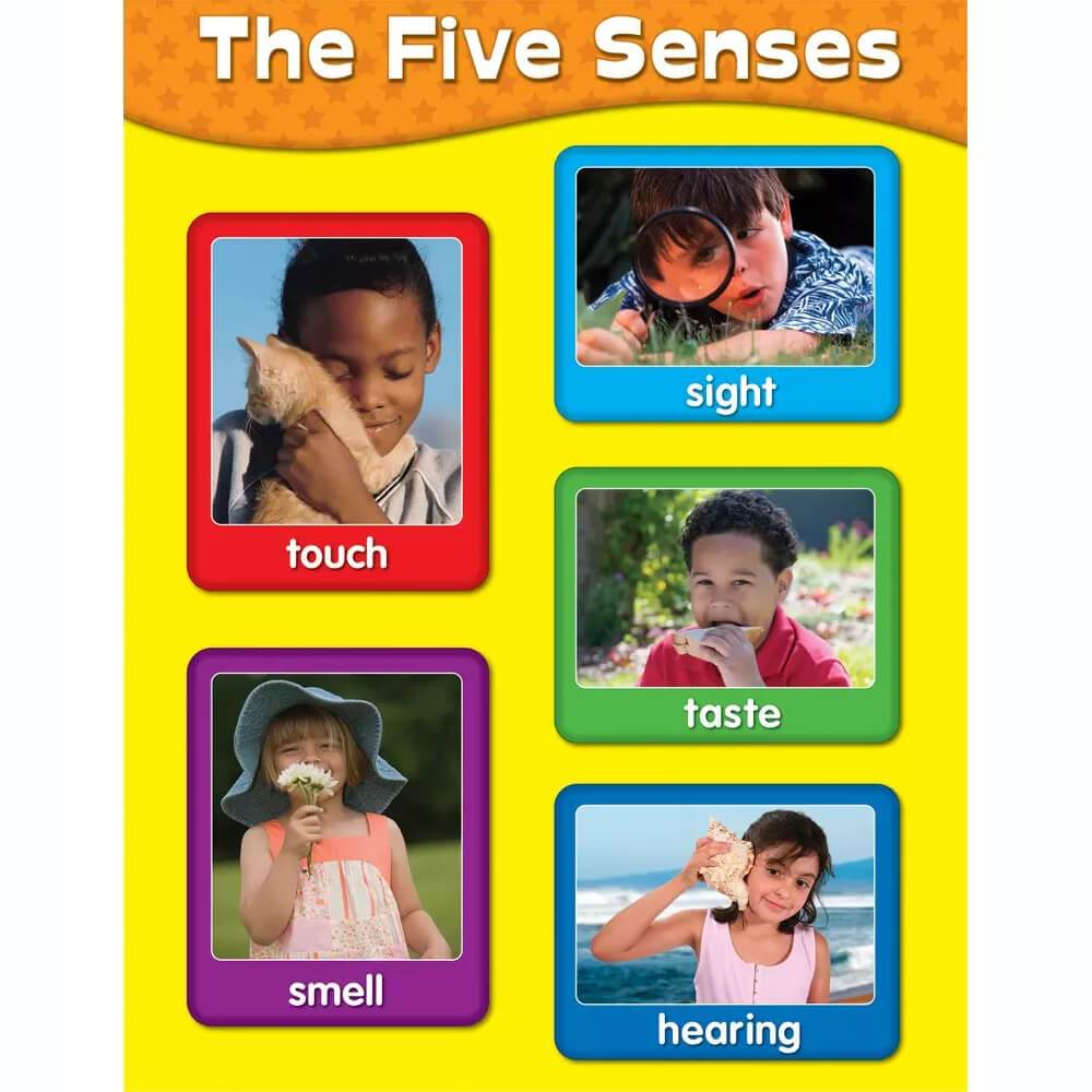 The Five Senses Chart 