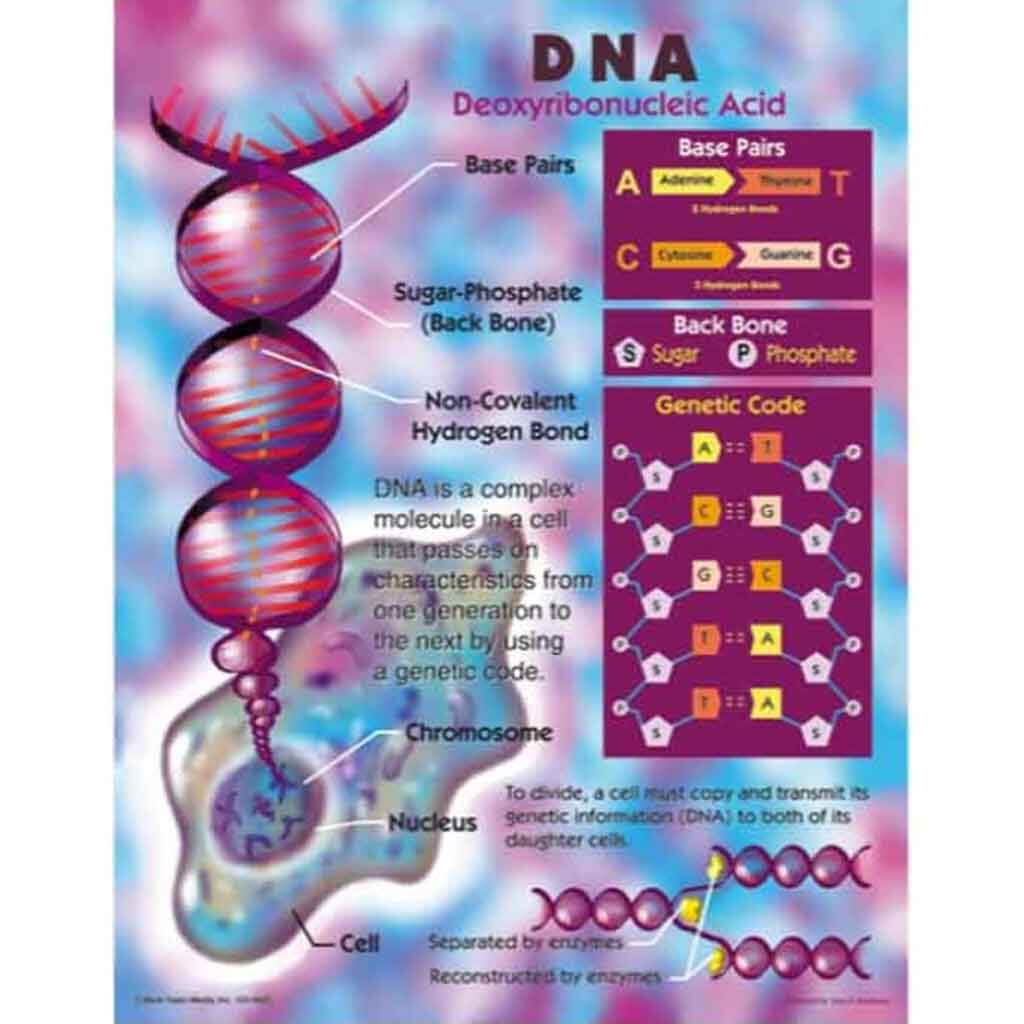 Deoxyribonucleic Acid (Dna) Chart 