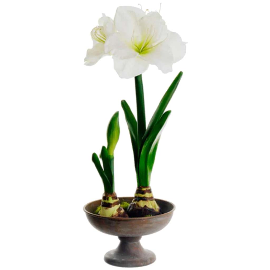 Amaryllis In Footed Plate 