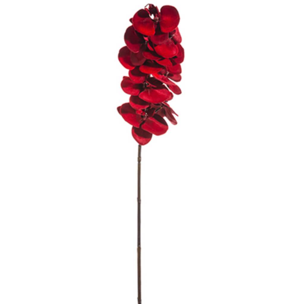 Velvet Phalaenopsis Spray 