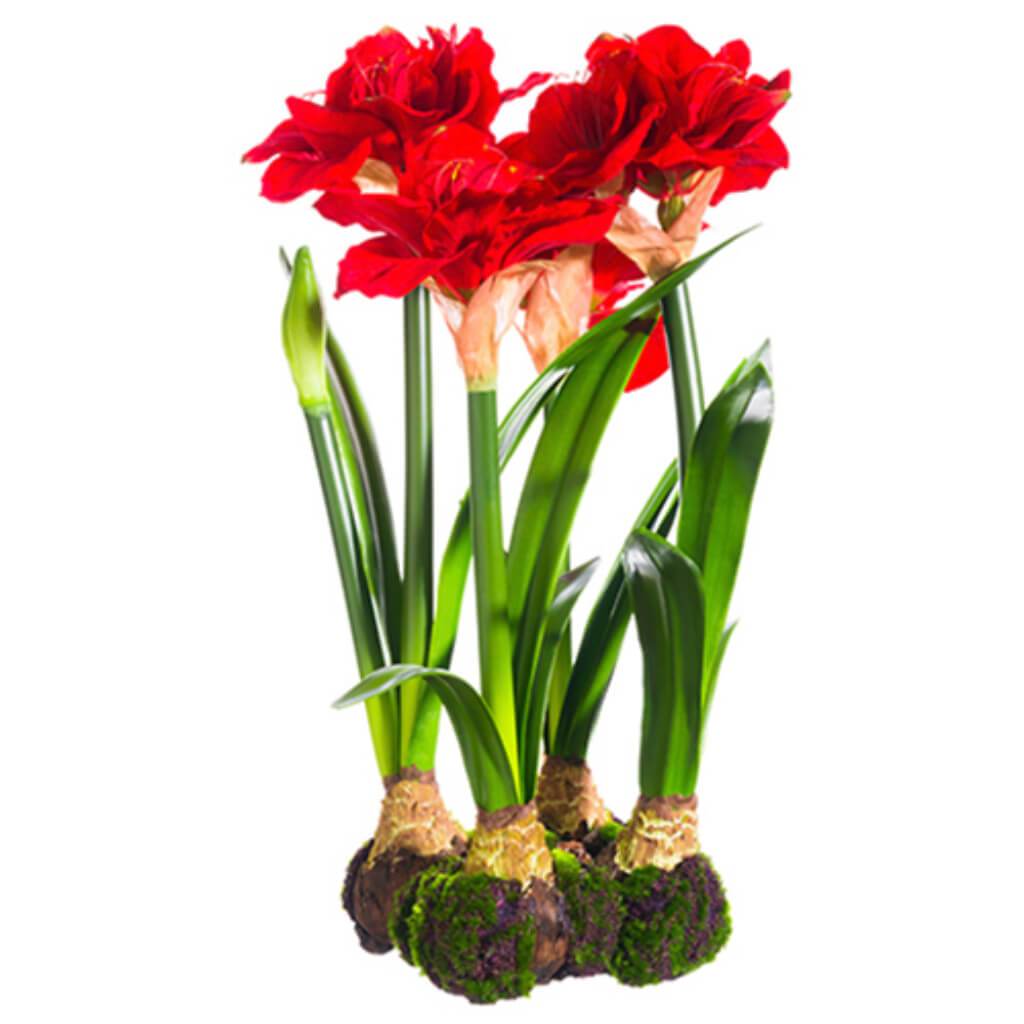 STANDING AMARYLLIS 22in W/BULB 