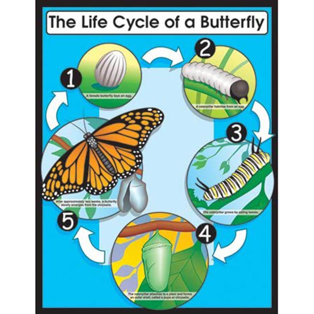 Life Cycle Of A Butterfly Poster