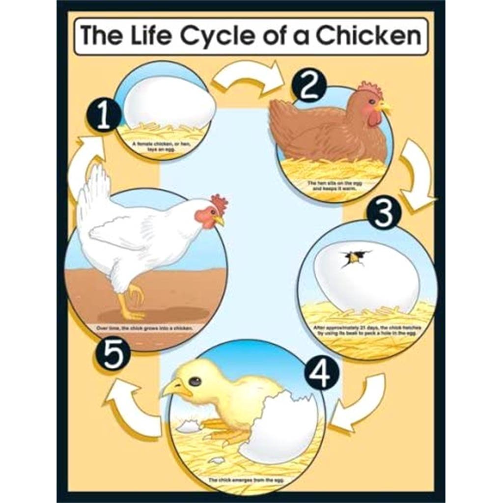 Life Cycle Of A Chicken Ch