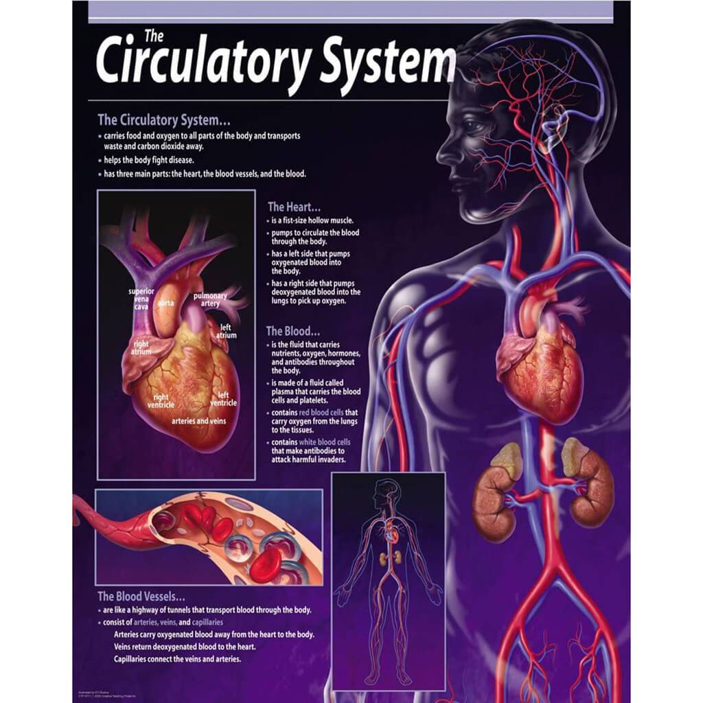 Circulatory System Chart