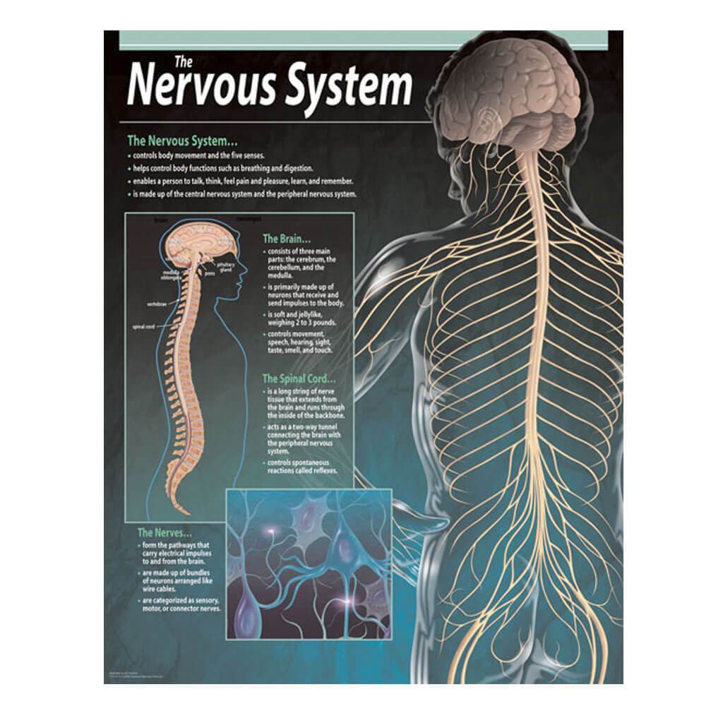 The Nervous System Chart