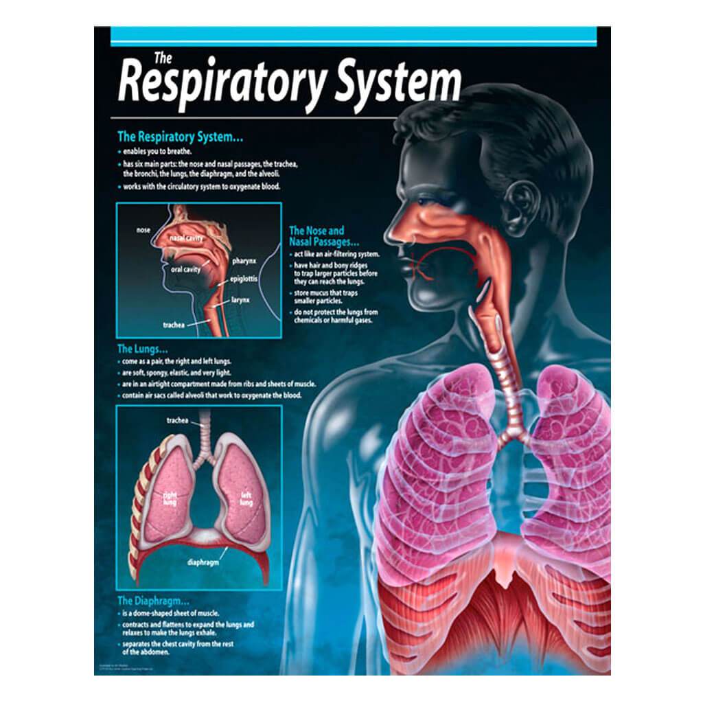 The Respiratory System Chart