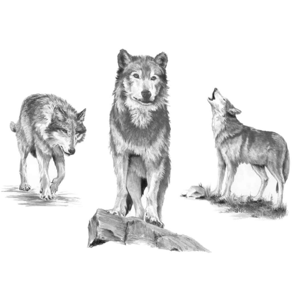 Sketching Made Easy Set Wolves 