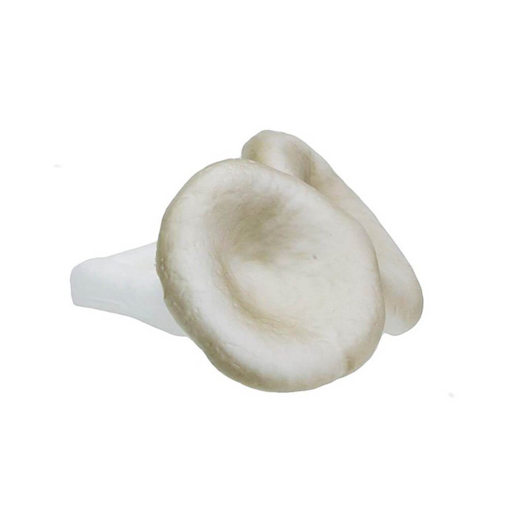 Mushroom, Light Coffee 