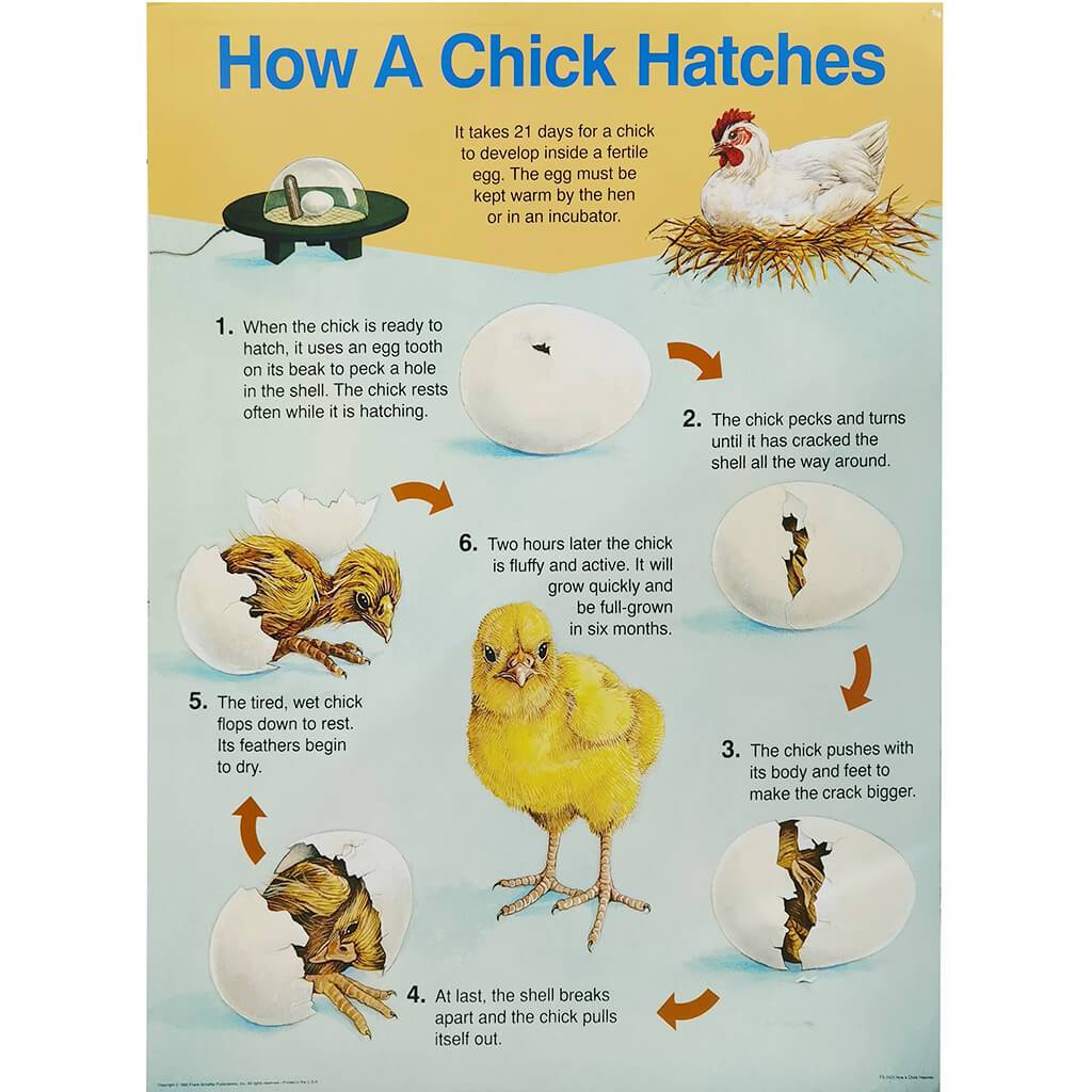 Chart How A Chick Hatches