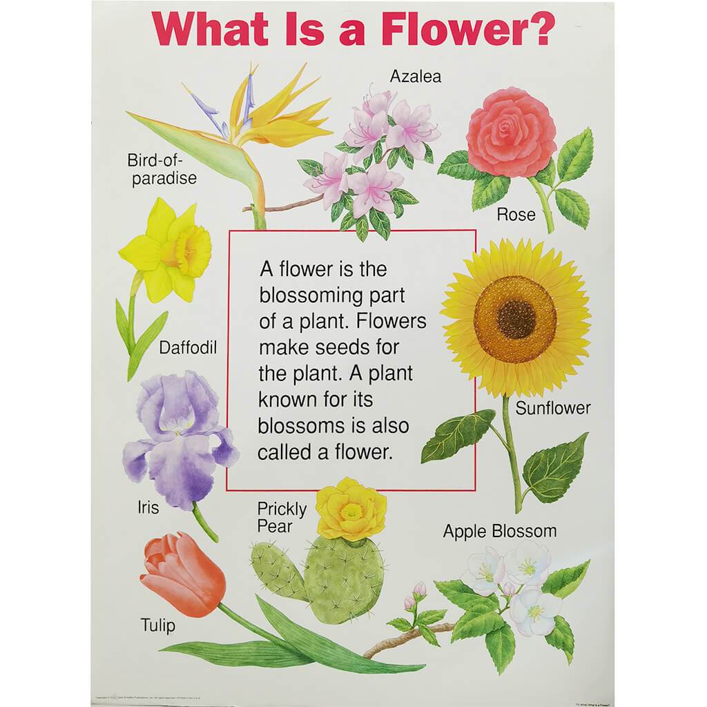 What Is Flower