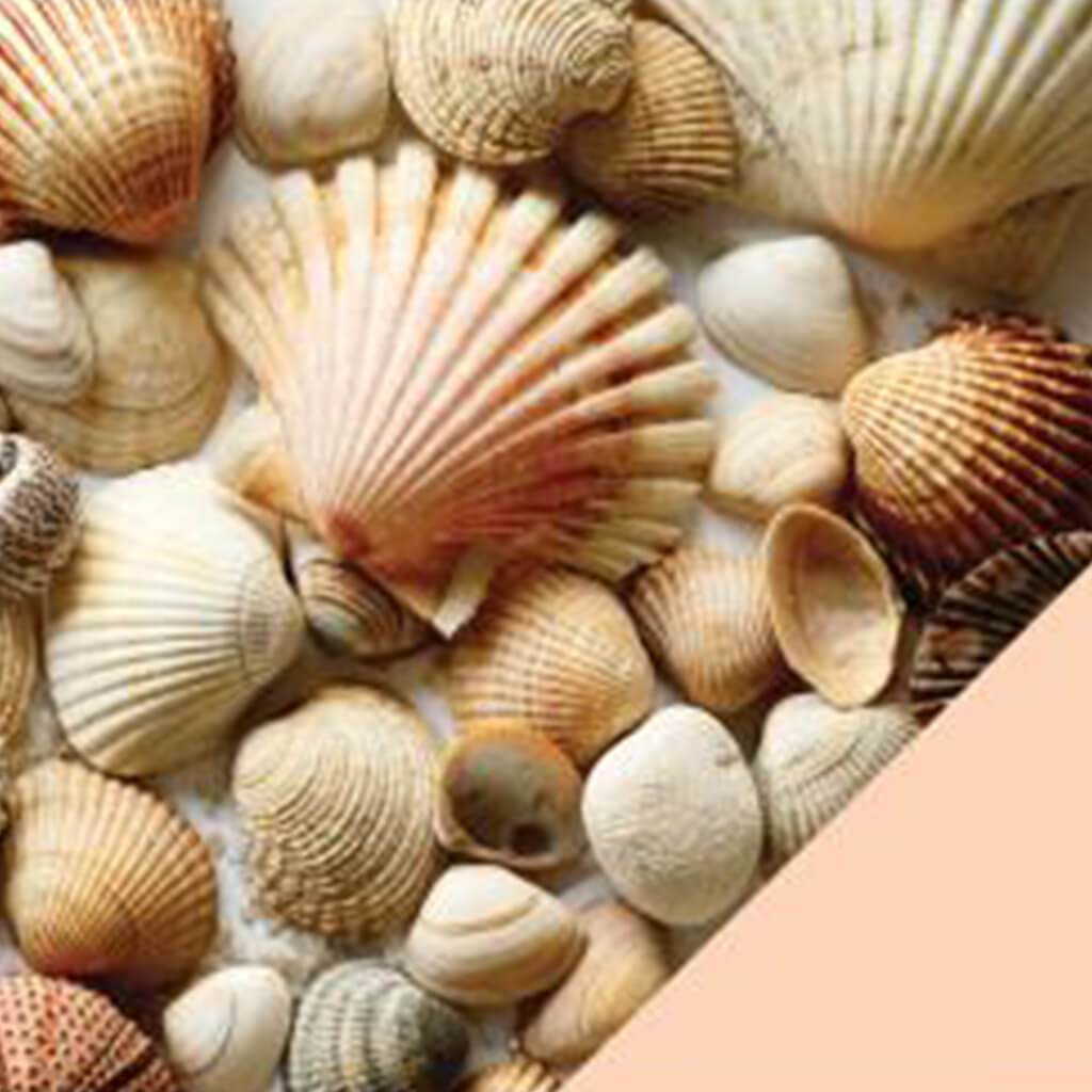 Shells Travel Double-Sided Cardstock 12in x 12in