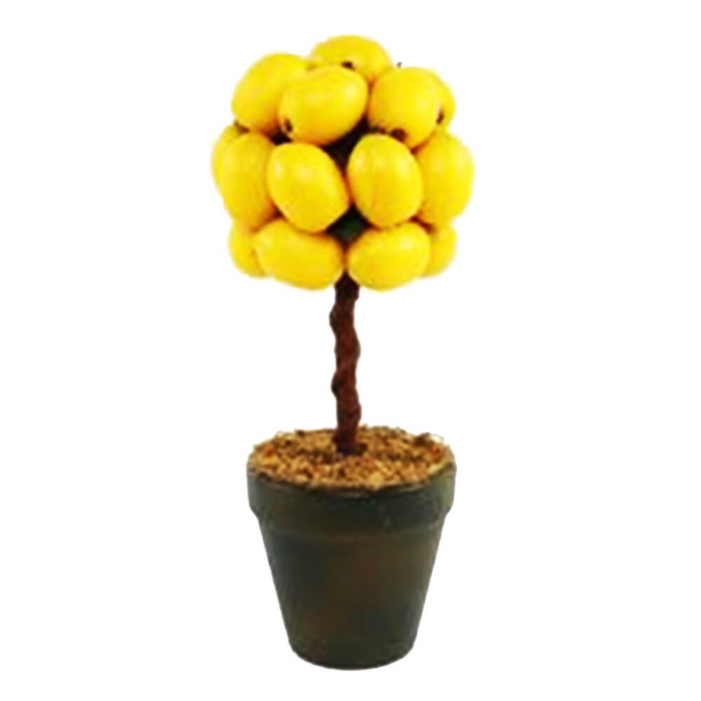 Lemon Topiary, Yellow 
