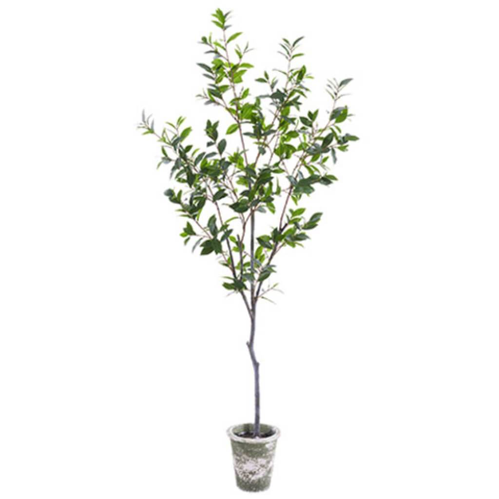 LAUREL TREE IN CLAY POT 76in GREEN 