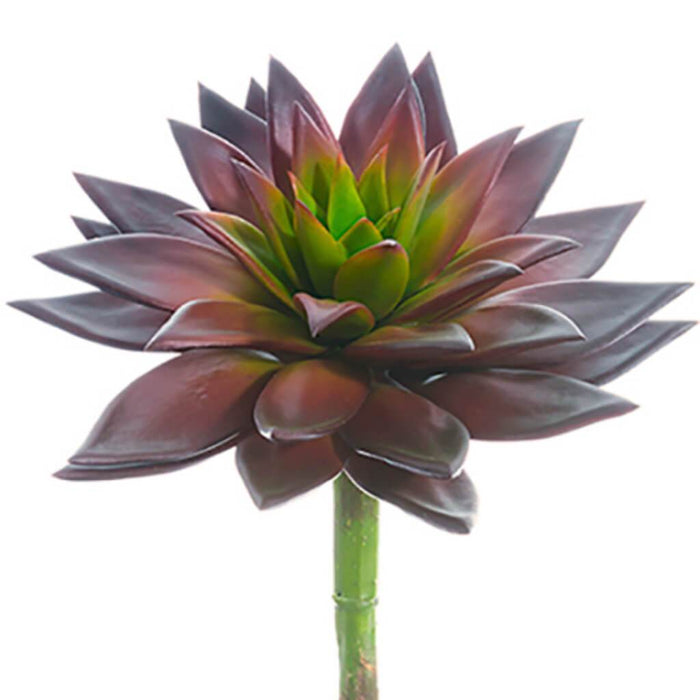 ECHEVERIA PICK 9"HX8"D BU 