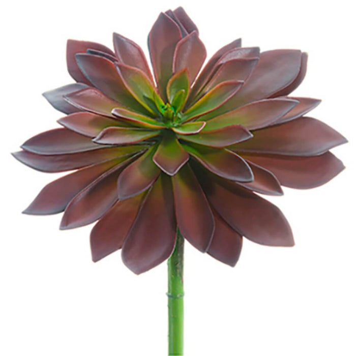 ECHEVERIA PICK 9"HX9"D BU 