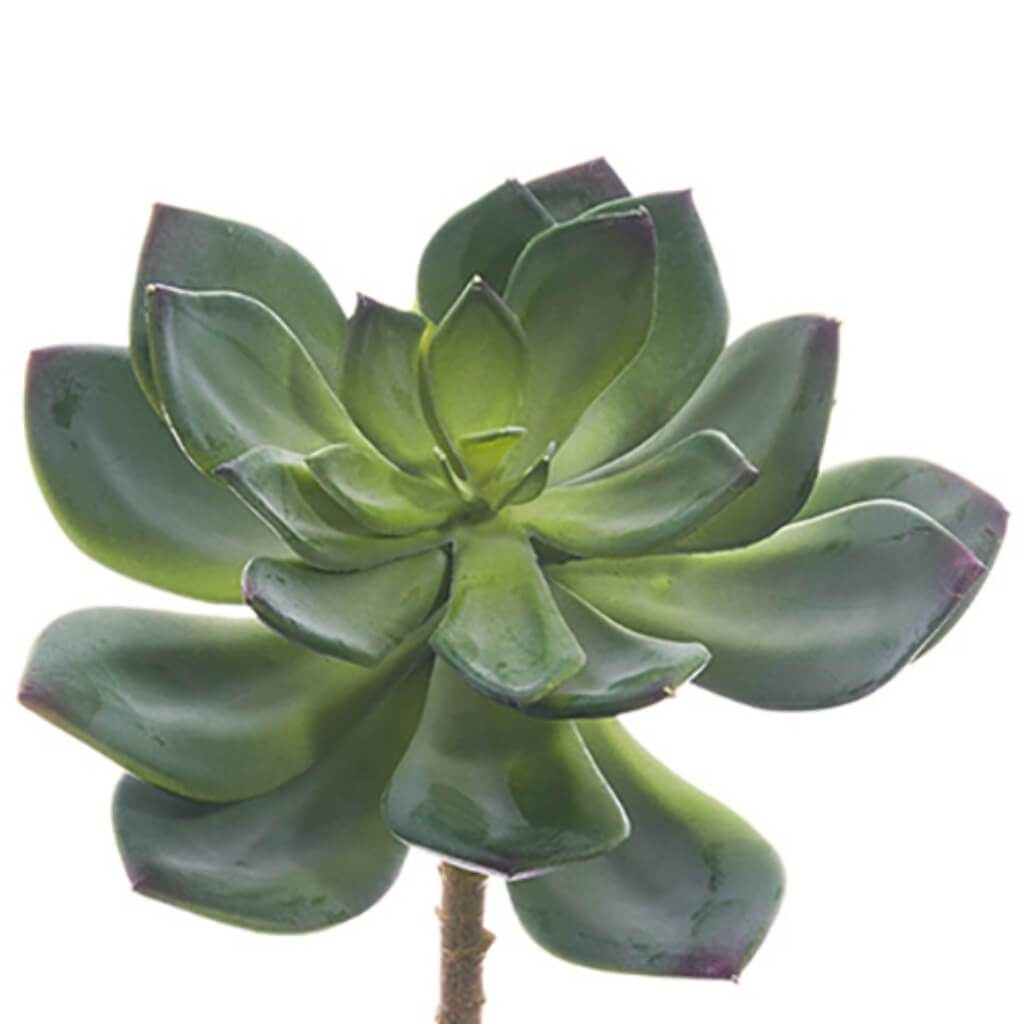 ECHEVERIA PICK 6&quot; GR 