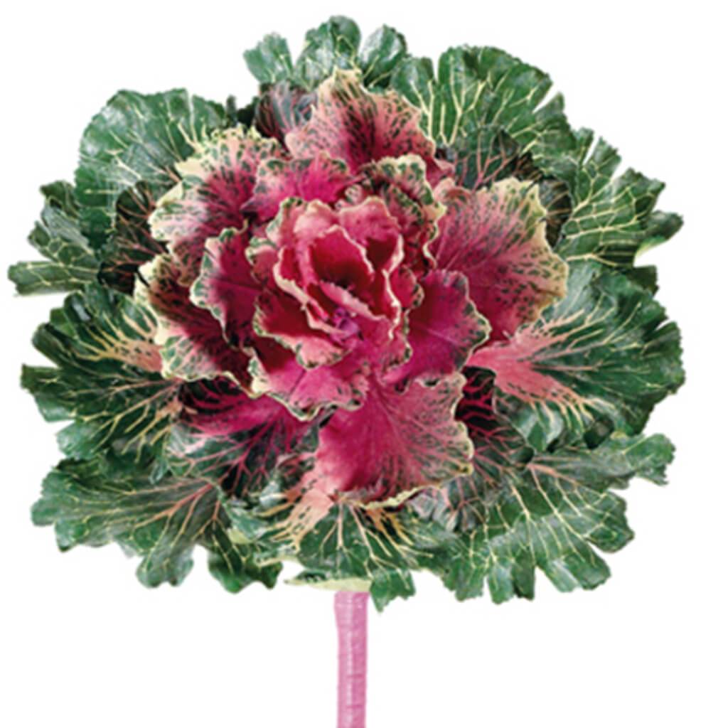 Large Japanese Cabbage Spray 11in Burgundy 