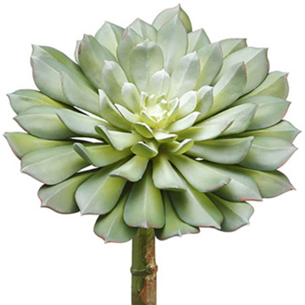 Echeveria Pick 9inH x 6inD Green Gray 