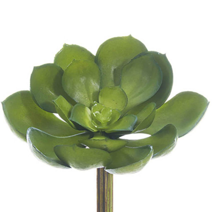 Soft Echeveria Pick 5inL x 5inW Green 