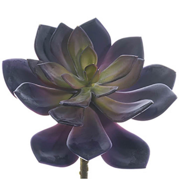 ECHEVERIA PICK 6" BU 