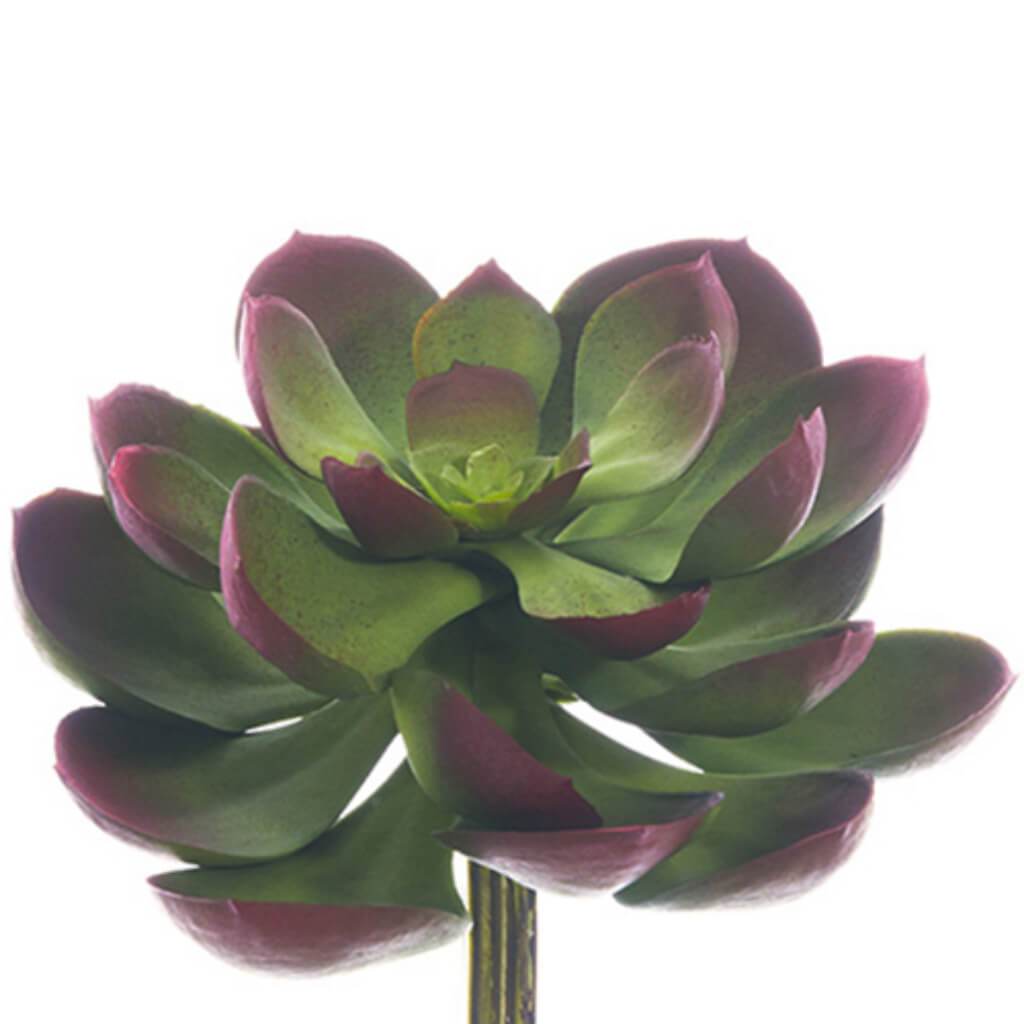 Soft Echeveria Pick 5inL x 6inW Green Burgundy 