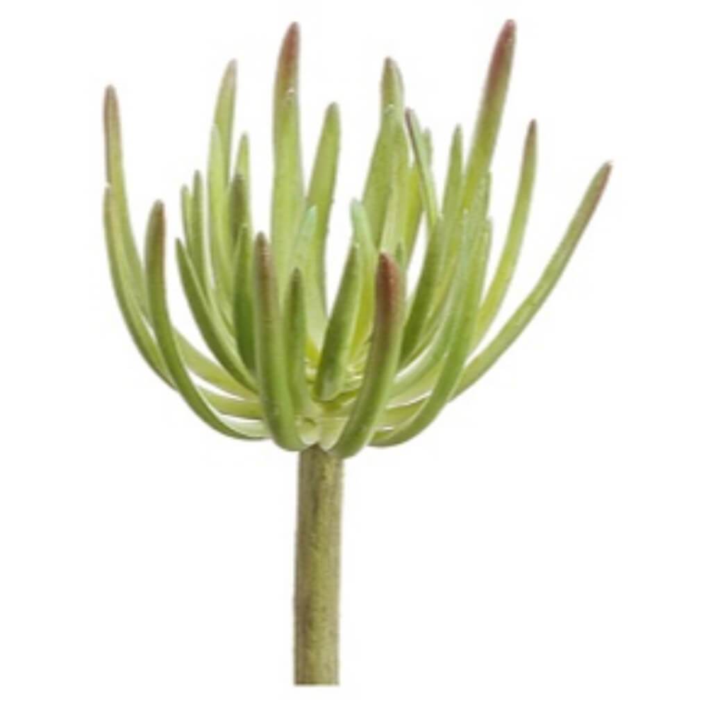 SPIKE AEONIUM PICK 8" GR 