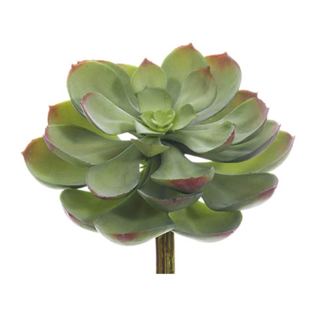 SOFT ECHEVERIA PICK 5inL x 6inW 