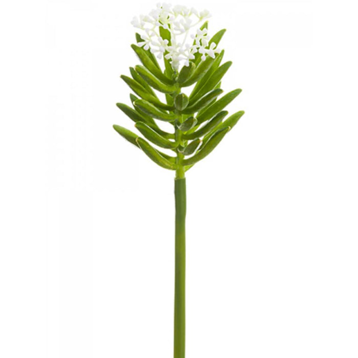 BLOOMING AEONIUM PICK 11" GR/CR 