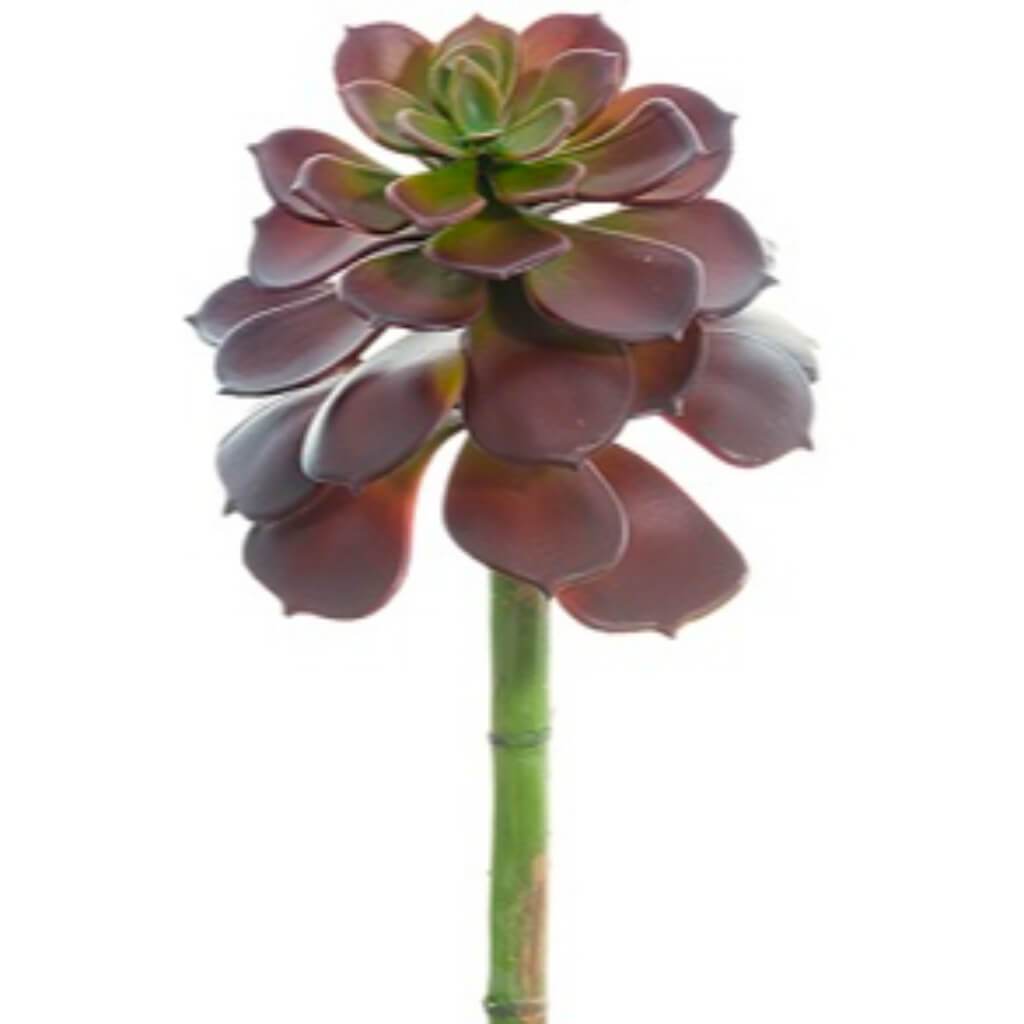 Echeveria Pick 9" Bu 