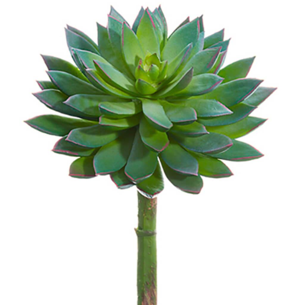 Echeveria Pick 8" Hx5.5" D Gr/Gy 