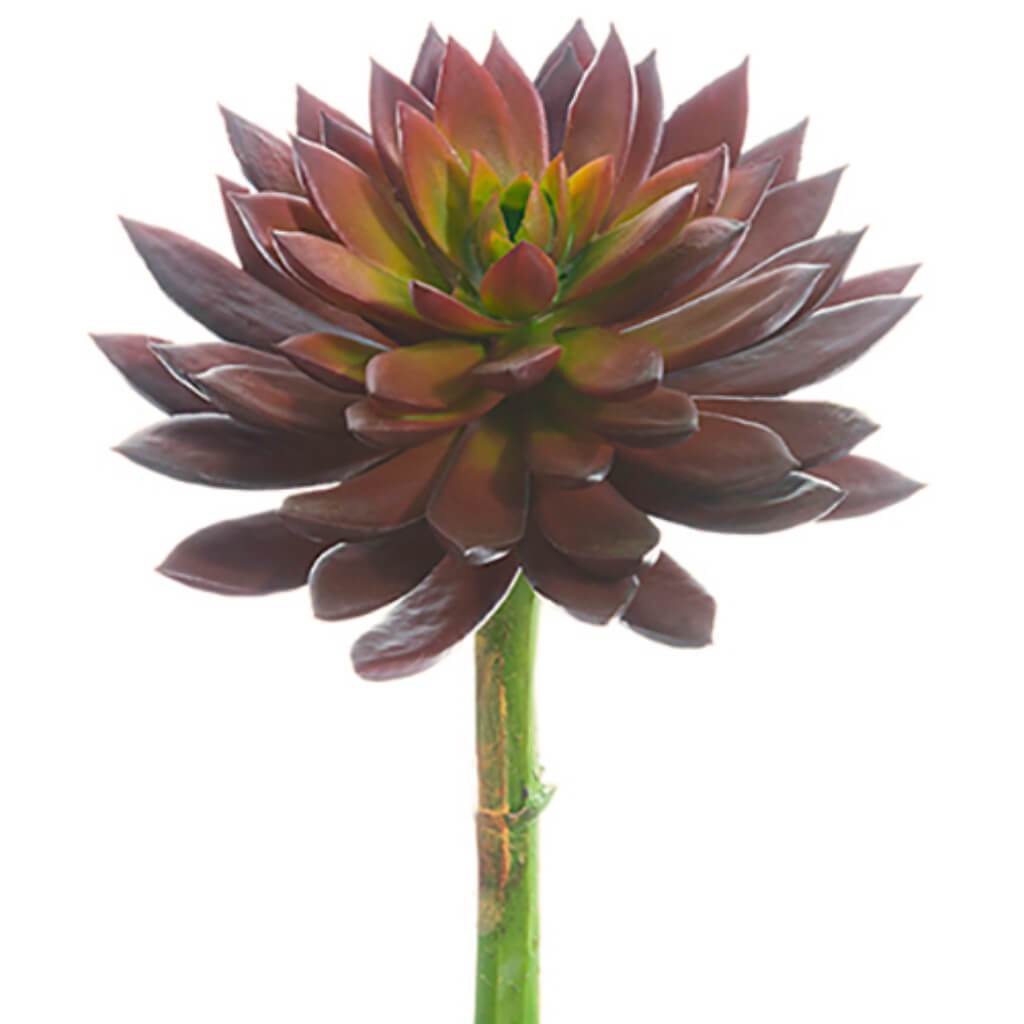 Echeveria Pick 8" Hx5.5" D Bu 