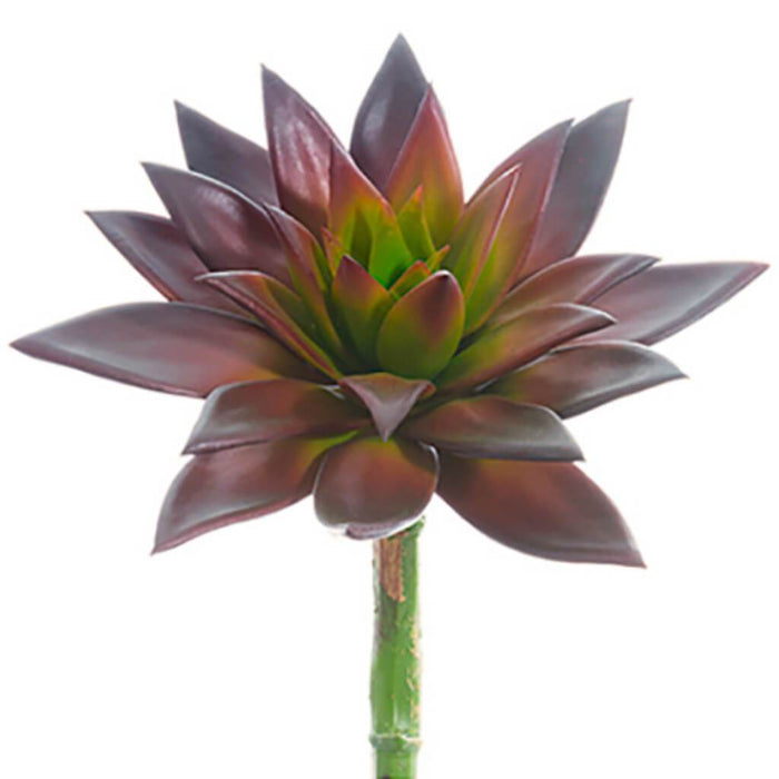 Echeveria Pick 9" Hx7" D Bu 