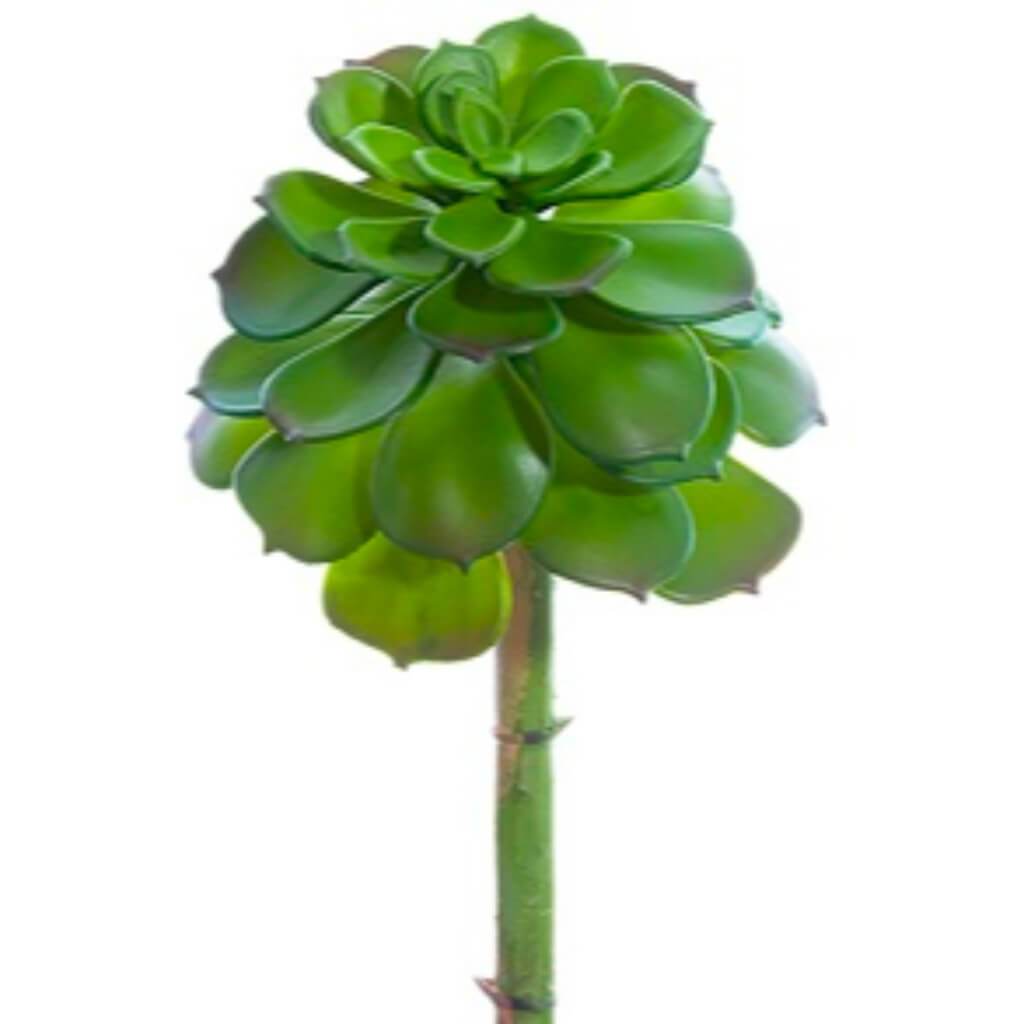 Echeveria Pick 9" Gr 