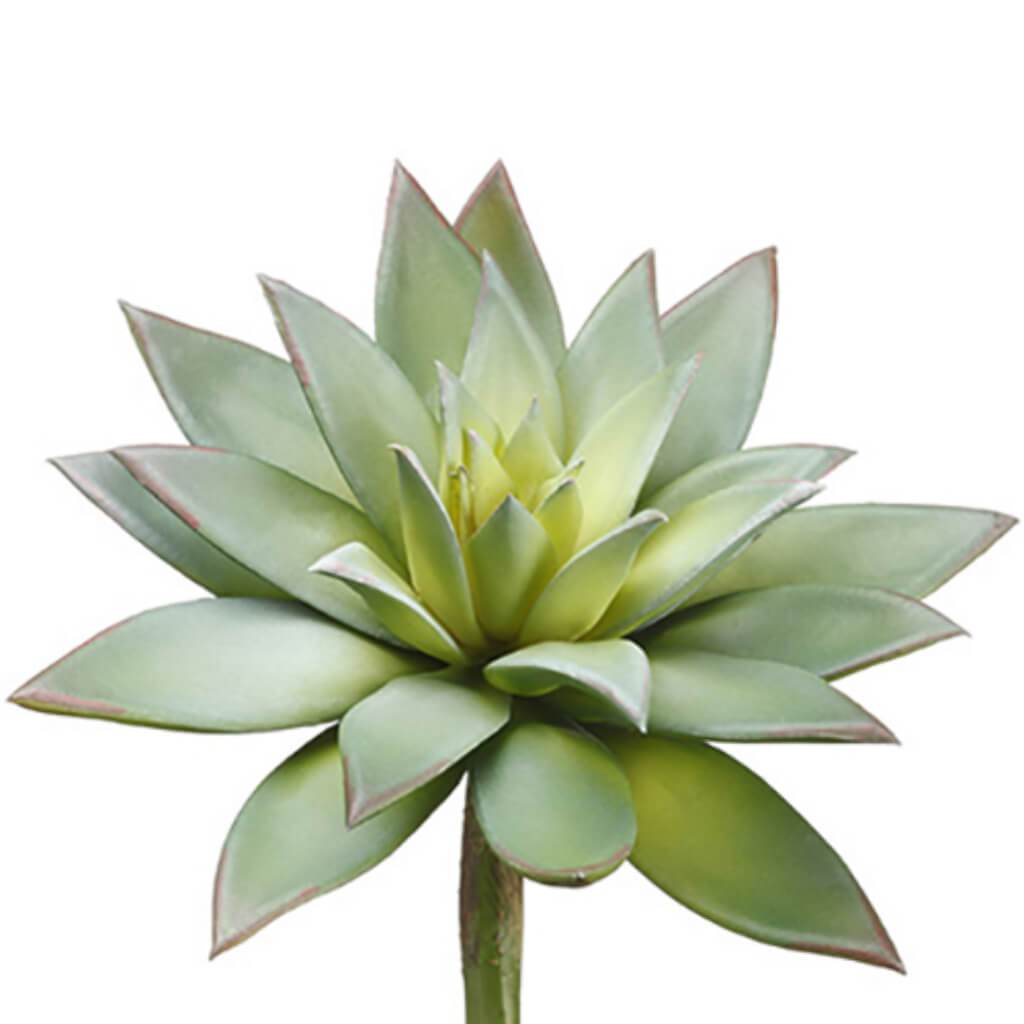 Echeveria Pick 9" Hx7" D Gr/Gy 