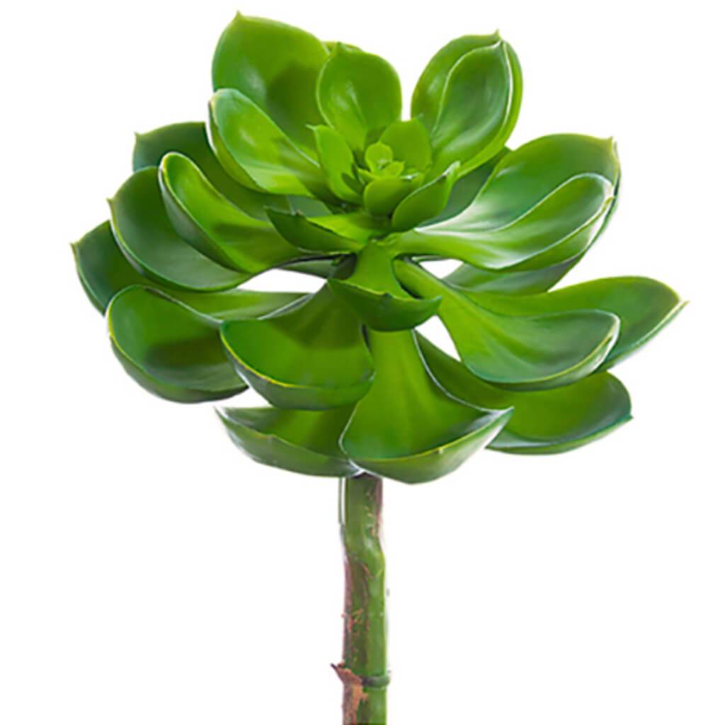 Echeveria Pick 8" Hx6.5" D Gr 