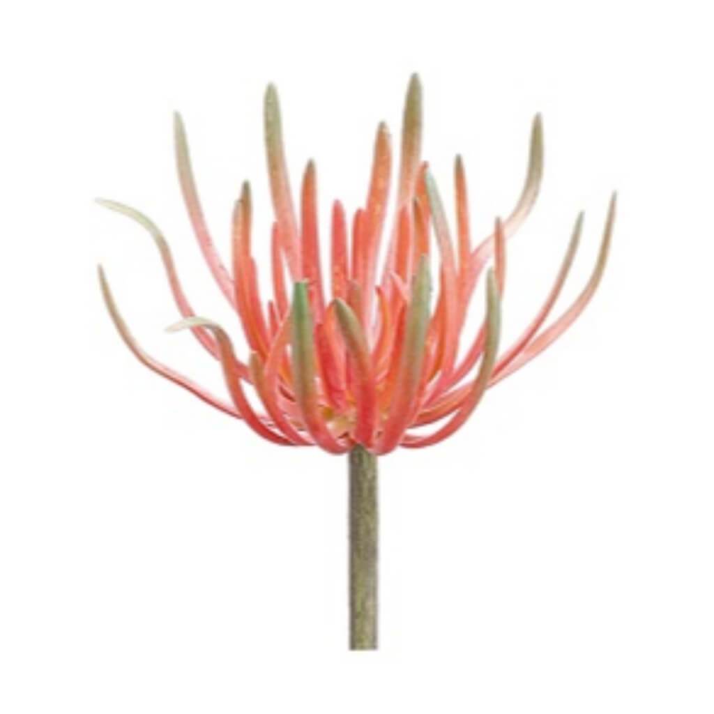 Spike Aeonium Pick 8.5" Re/Gr 