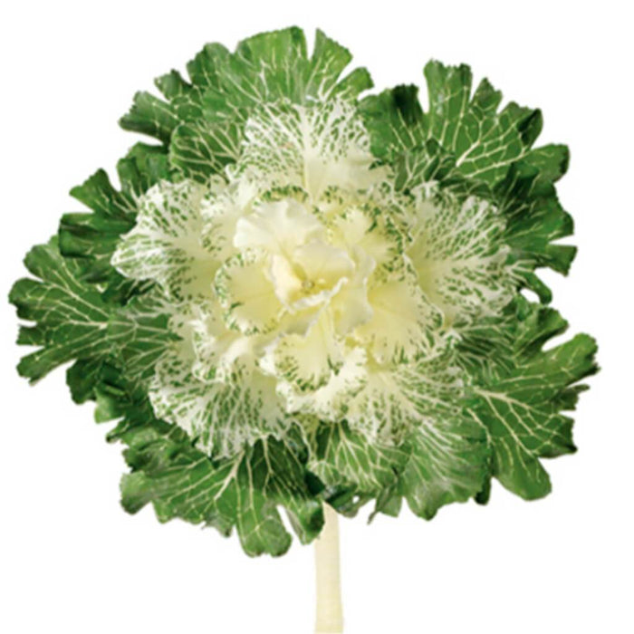 Lg Jpn Cabbage Sp. 11" Wh 