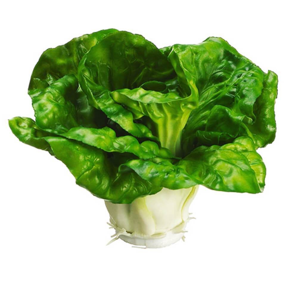 Cabbage 3.5&quot; Gr 